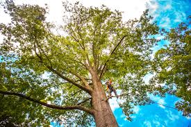 Best Weed Control  in Mcsherrystown, PA